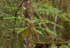 Anopterus macleayanus