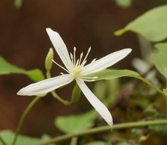 Clematis aristata