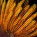 Bennett's Bushy Feather Star - Photo (c) Nhobgood, some rights reserved (CC BY-SA)