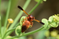 Rhynchium oculatum