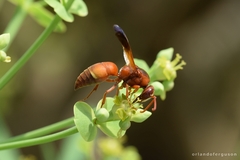 Rhynchium oculatum