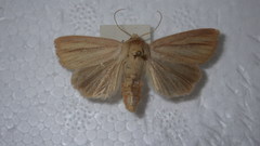 Mythimna pudorina