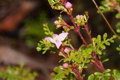 Boronia microphylla