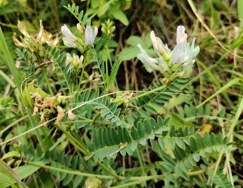 Astragalus aksuensis