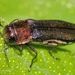 Bayberry Agrilus - Photo (c) Tom Murray, some rights reserved (CC BY-NC), uploaded by Tom Murray