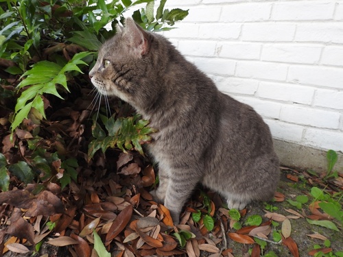 Cat head angle: reference photo 7 by Vernon Fridy
