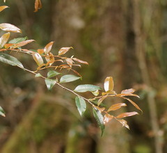 Nothofagus moorei