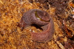Parmavitrina
