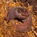 Parmavitrina planilabris - Photo 由 Reiner Richter 所上傳的 (c) Reiner Richter，保留部份權利CC BY-NC-SA