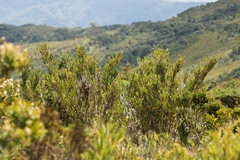 Chusquea subtessellata