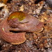 Flat-shield Semi-Slug - Photo (c) Reiner Richter, some rights reserved (CC BY-NC-SA), uploaded by Reiner Richter