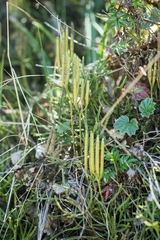 Diphasiastrum thyoides