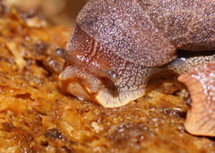 Parmavitrina
