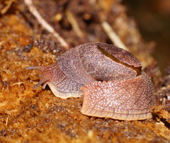 Parmavitrina