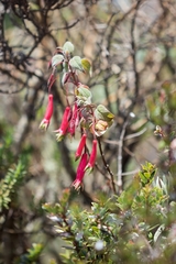 Fuchsia splendens image
