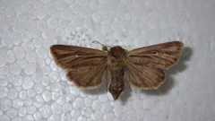 Mythimna anderreggii