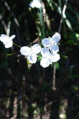 Libertia