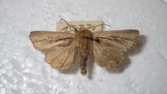 Mythimna anderreggii