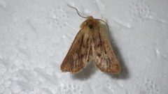 Mythimna anderreggii