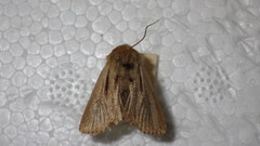 Mythimna anderreggii