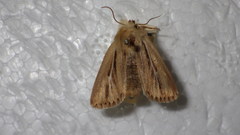 Mythimna anderreggii