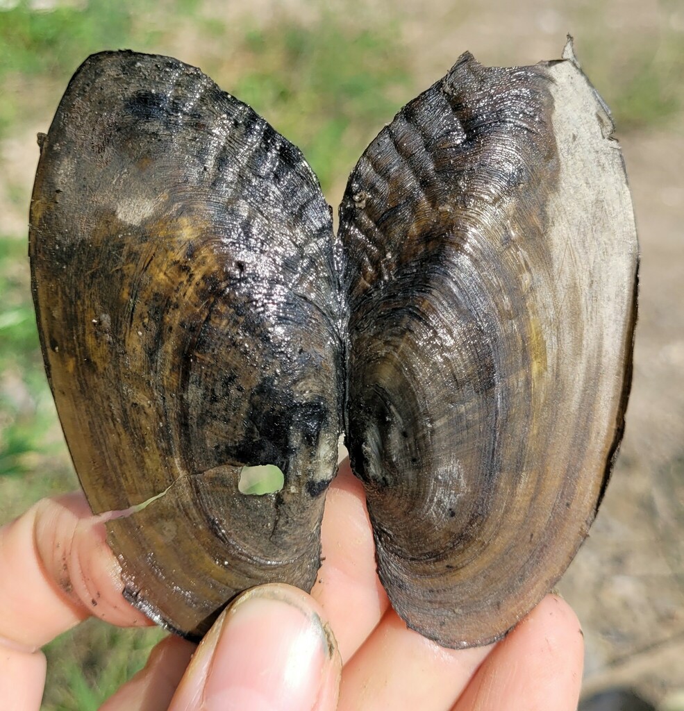 Fletche Shells Flutedshell in September 2022 by Brenda Van Ryswyk · iNaturalist