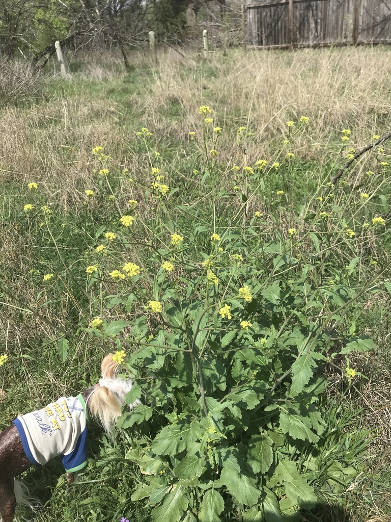 annual bastard cabbage from Kiva Dr, Austin, TX, US on March 09, 2023