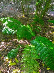 Asplenium × lucrosum