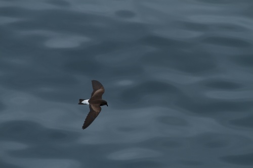 Hydrobates tethys