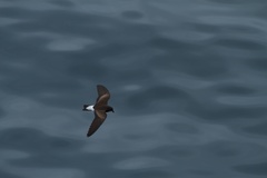 Hydrobates tethys