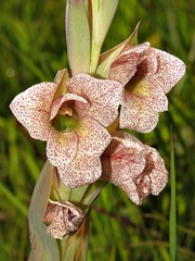 Gladiolus ecklonii image