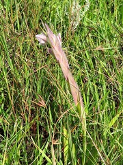 Gladiolus ecklonii image