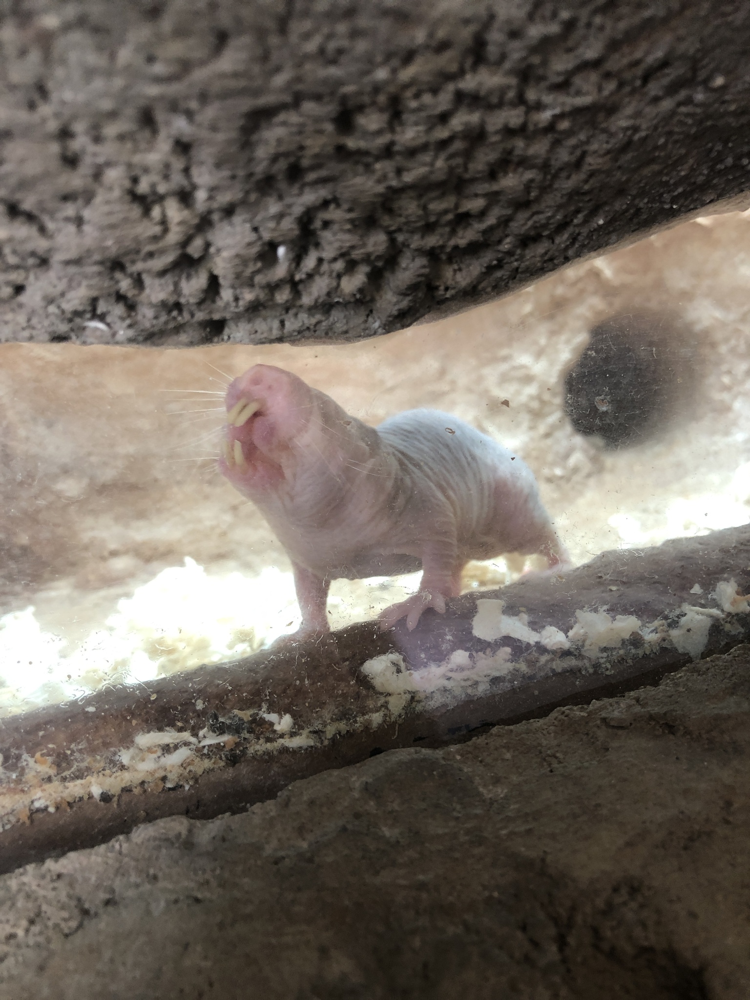 desert mole rat, naked mole-rat, sand puppy