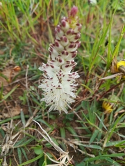 Lachenalia contaminata