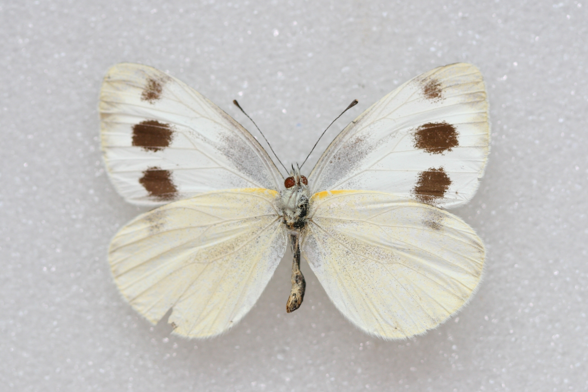 Asian Cabbage White