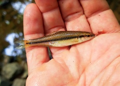 Notropis alborus