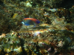 Pomacentrus bankanensis