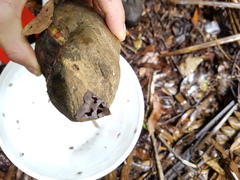 Gonodonta paraequalis