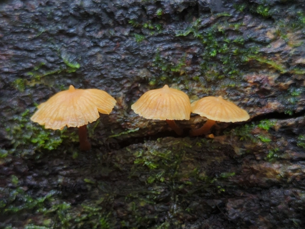 Galerina velutipes · March 2023 · photo: © alan_rockefeller (iNaturalist, cc-by-sa)