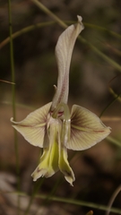 Gladiolus ceresianus