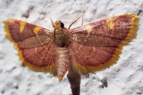 Clover Hayworm Moth