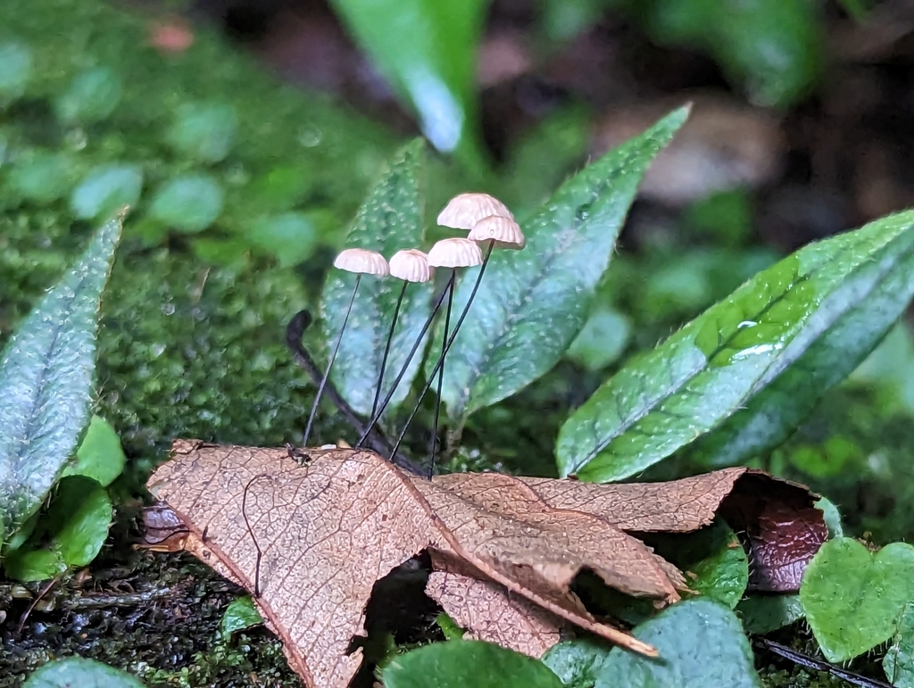 Collybiopsis quercophila · March 2023 · photo: © alan_rockefeller (iNaturalist, cc-by-sa)