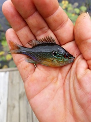 Lepomis marginatus