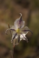 Gladiolus recurvus