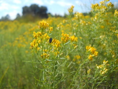 Odontocorynus