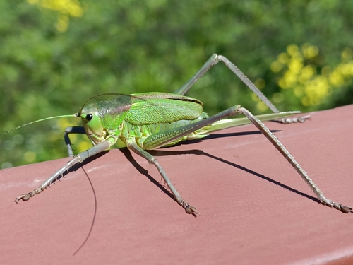 Tenerife Green Bush-cricket