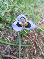 Moraea villosa