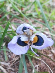 Moraea villosa