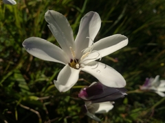 Sparaxis grandiflora