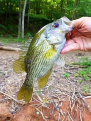 Ambloplites cavifrons